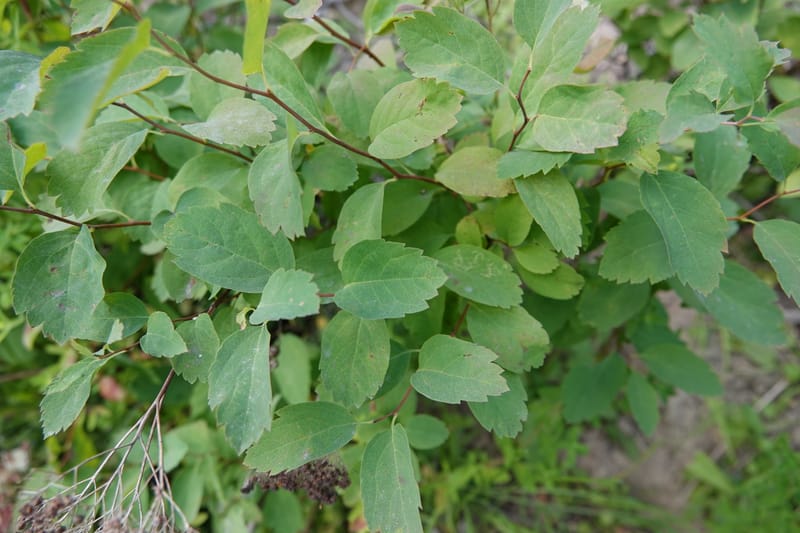 Spiraea lucida, C. Davidson 13833--ID. Shoshone Co. Freezeout Rd. FR 301. 10 Jul 2018. DSC06582 (56).JPG