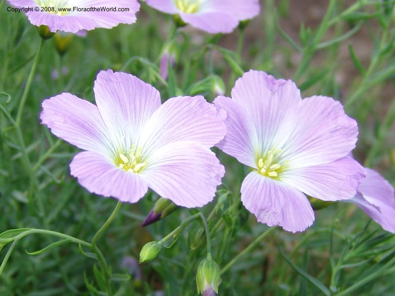 Linum perenne ssp alpinum--France. Nancy. Jard. Bot. Montet. 1 May 05. 284.jpg