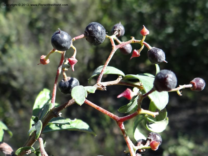 Cissus striata, WDS 34100--Chile. Rd to El Abanico. Pte. Polcura odom 16.6. 17 Feb 2013. DSC01401 (225).JPG
