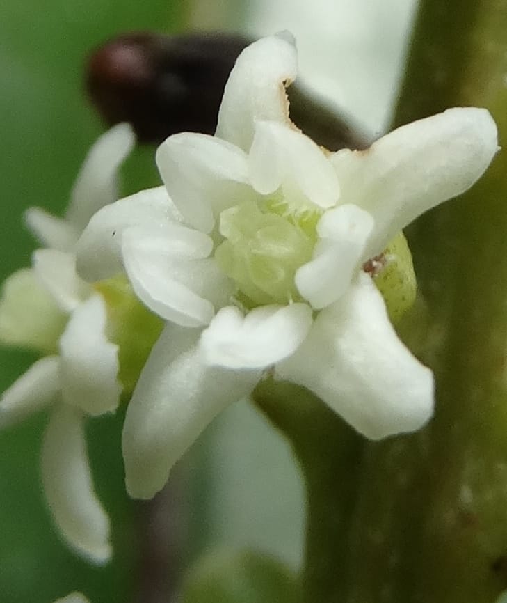 Quintinia major, Lowry, P 7373--New Caledonia. Mont Dzumac. 12 Nov 2015. DSC01563 (271).JPG