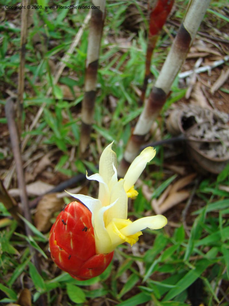Costus stenophyllus--Costa Rica. Puntar. Los Charcos de Osa. 15 Apr 08. 224.jpg