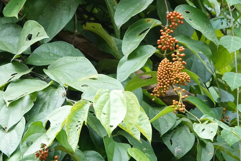 Piper guineense, C. Davidson 13913--Gabon. M de C. Road past the cabins. 29 Oct 2018DSC09794 (188).JPG