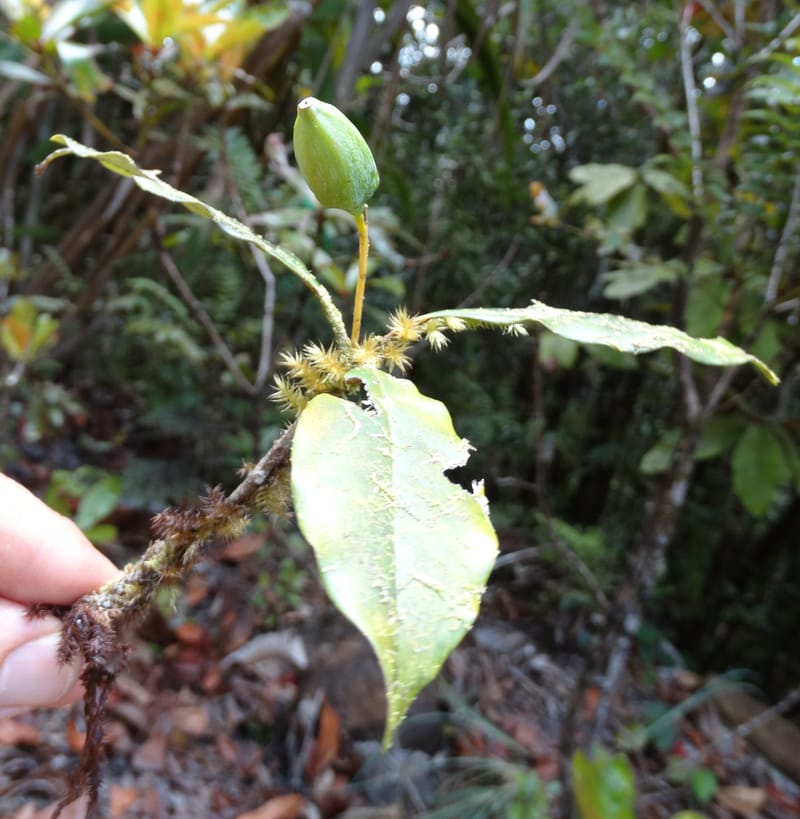 Cryptocarya phyllostemon, Munzinger, J 7408--New Caledonia. Mont Dzumac. 12 Nov 2015. DSC01563 (259).JPG