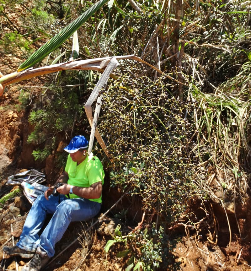 Joinvillea, Callmander, M 1274--New Caledonia. PinPin. 20 Nov 2015. DSC03938 (357).JPG