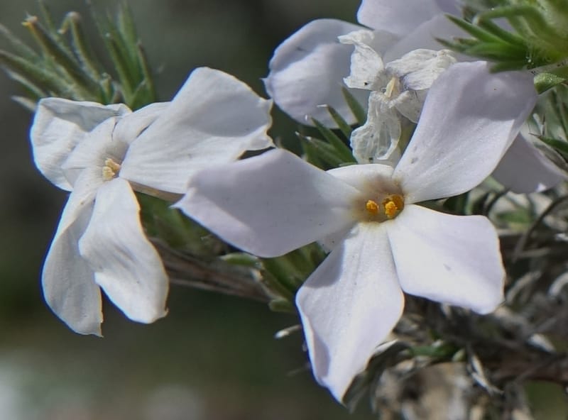 Phlox hoodii, C. Davidson 13543--ID. Blaine Co. Rock Creek Preserve. TNC. 13 May 2017. DSC00171 (54).JPG