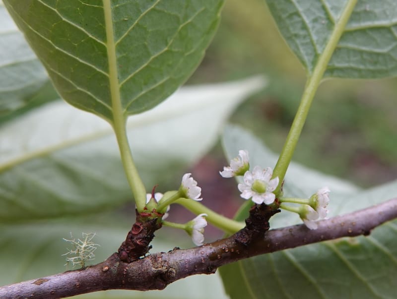 Ilex polyneura, D. Boufford 44125--China. Yunnan. Da Wei Shan. 2 May 2018. DSC01093 (332).JPG
