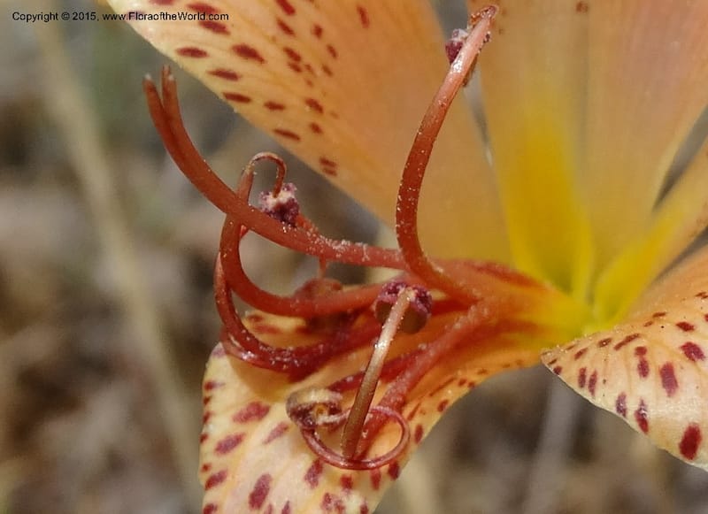 Alstroemeria versicolor, Davidson, C 12826--Chile. Ruta J-55 east of Talca. 27 Nov 2014. DSC08682 (134).JPG