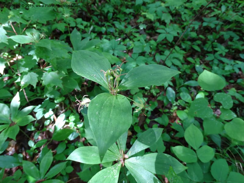 Medeola virginiana, Davidson, C 13047--South Carolina. Oconee Co. Brasstown Cr. 19 May 2015. DSC06413 (128).JPG