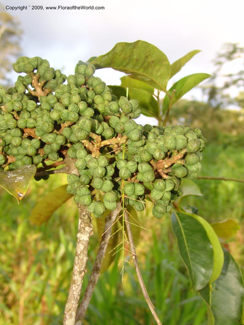Zanthoxylum, DNeill15865--Ecuador. Zam. Ch. Rio Wawaime Val. 19 Sep 07. 063.jpg