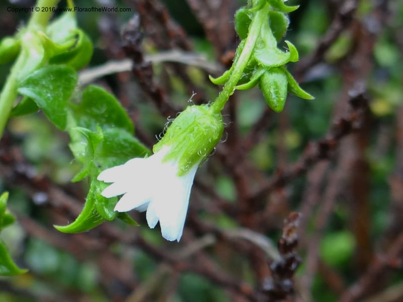 Cerastium, Ulloa, C 2388--Ecuador. Azuay. Matanga. 2 Oct 2012. DSC06351 (288).JPG