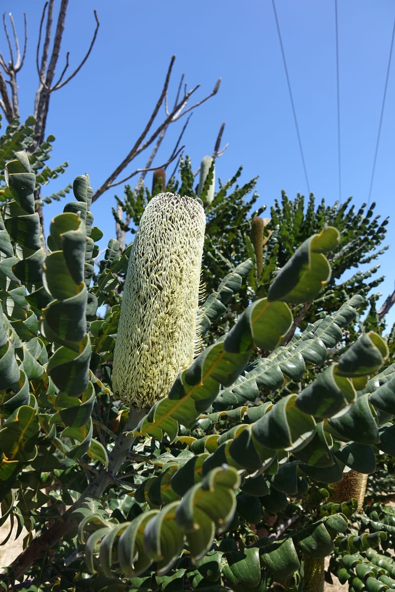 Banksia grandis, Not collected--Australia. W.A. Koondoola Bushland. 22 Oct 2016. DSC03457 (281).JPG