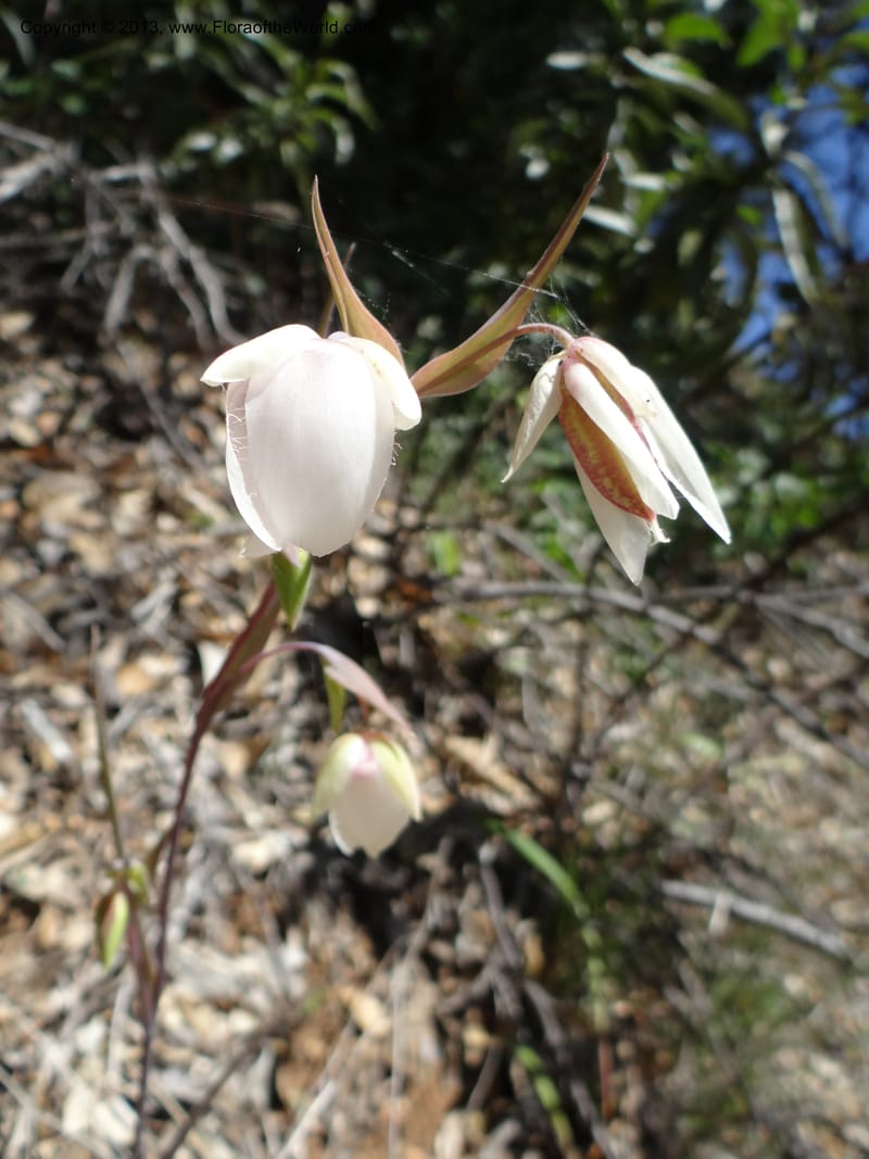 Calochortus albus, Davidson, C 12137--Calif. Nevada Co. 19 Apr 2013.  (16).JPG