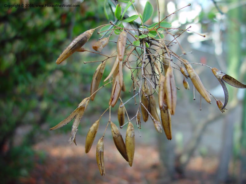Fouquieria macdougalii--CA. UCLA. Mathias Bot. Gard. 13 Feb 03. 167.jpg