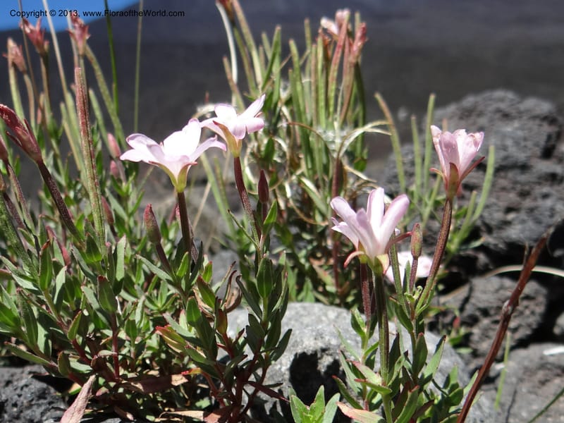 Epilobium, WDS 34141--Chile. P.N. Laguna del Laja. Ski lodge. 18 Feb 2013. DSC01783 (12).JPG