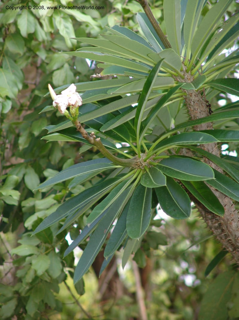 Pachypodium lamerei--So.Africa. Lowveld Nat. Bot. Gard. 14 Mch 05. 257.jpg