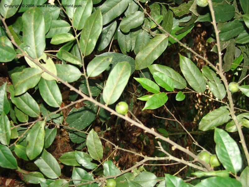 Diospyros, MLeal1141--Gabon. Prov. Ogooue-Iv. Res. Lope. Sommet Main. 19 Apr 06. 190.jpg