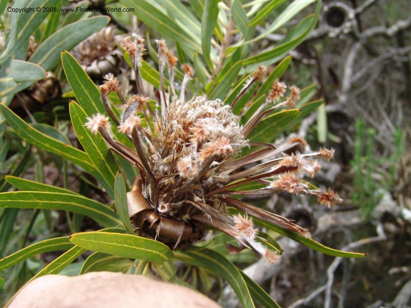 Protea neriifolia--So.Africa. E. Cape. Van Stadens Wildfl. Res.. 6 Mch 05. 104.jpg