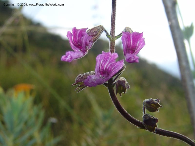 Syncolostemon cf--So.Africa. Mpumal. R577 N of Lydenburg. 16 Mch 05. 120.jpg