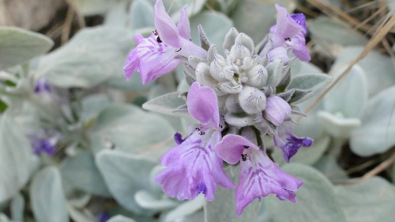 Stachys, A. G. Miller 142.5--Iraq. Kurdistan. Shakh-i Pira Magrun. Zewiya. 12 June 2010. 192 (9).jpg