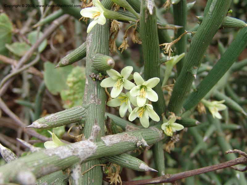 Adenia globosa ssp. pseudoglobosa--Tanzania. Hwy B1, 25 km SE of Kifaru. 28 Jun 04. 252.jpg