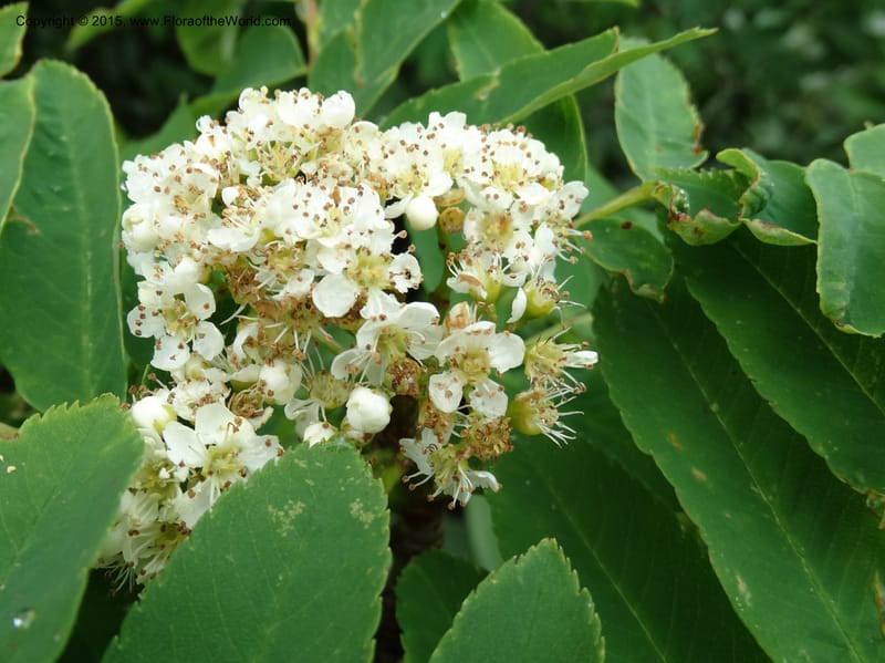 Sorbus aucuparia, Davidson, C 12484--Georgia (Caucasus). Koslitavi, branch of Merisi Gorge. 11 Jun 2014. DSC08456 (32).JPG