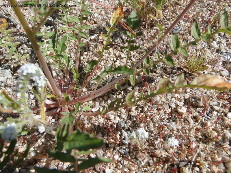 Camissonia claviformis ssp. aurantiaca, C. Davidson 11649--California. Riverside Co. 1 April 2010. 024 (12).jpg