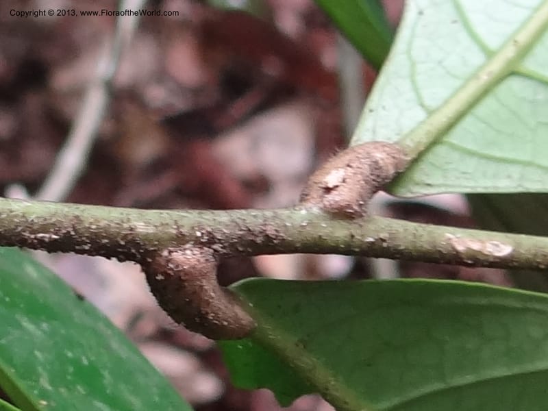 Lepisanthes, Buerki 339--Malaysia, Sabah. Kebun Cina. 12 Apr 2012. DSC08489 (14).JPG