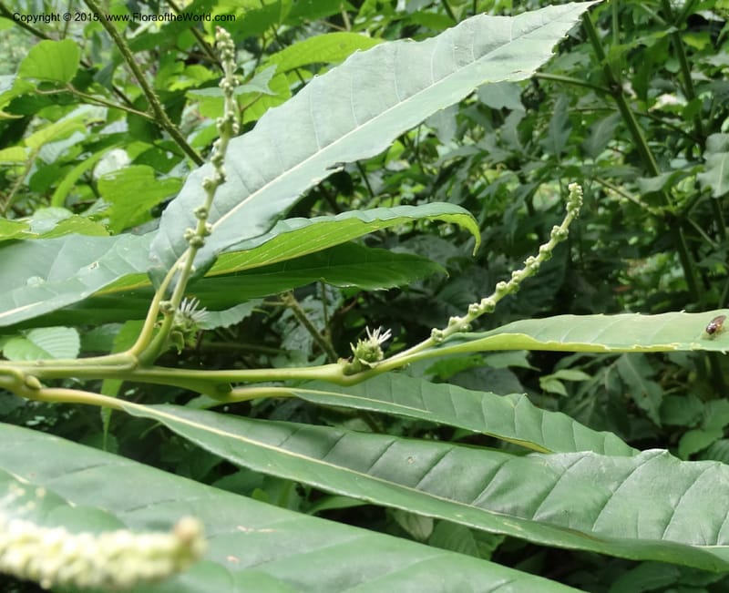 Foliage and emerging catkins along a branch