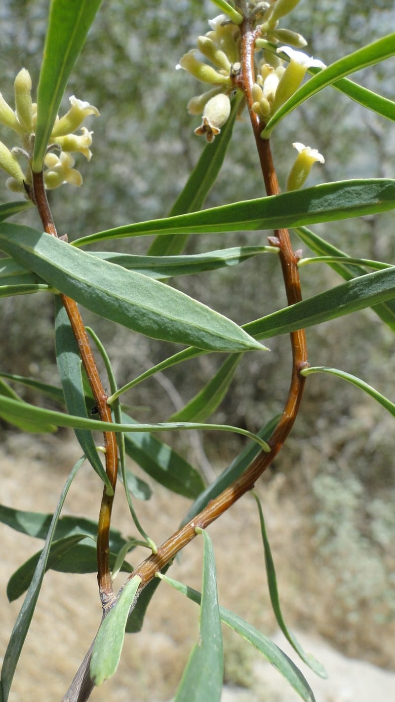 Daphne mucronata, A. G. Miller 128.3--Iraq. Kurdistan. Shakh-i Pira Magun. 10 June 2010. 131 (13).jpg
