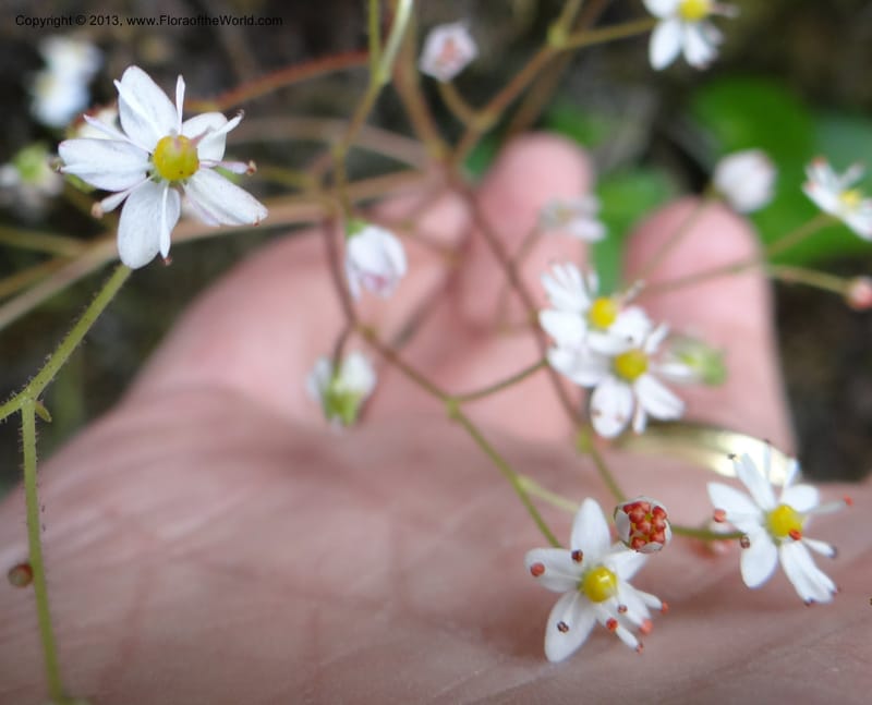Saxifraga mertensiana, Davidson, C 12120--USA, CA, Trinity Co.  15 Apr 2013  9959 (9).JPG