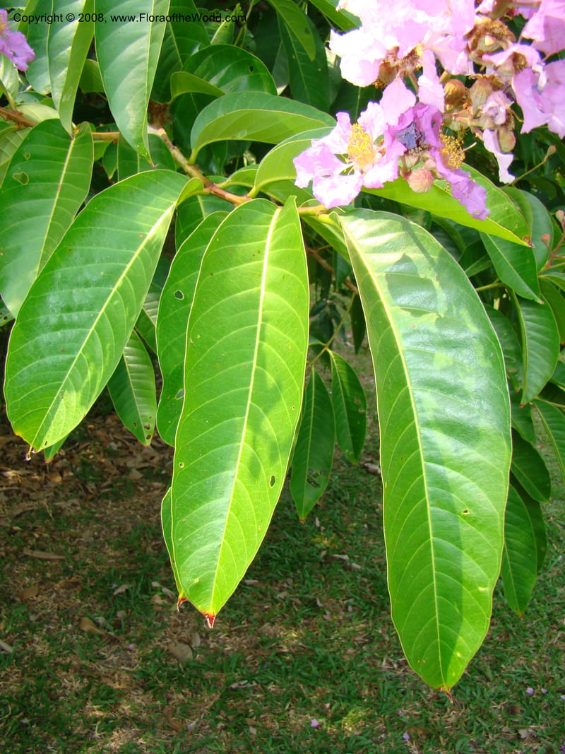 Lagerstroemia--Thailand. Queen Sirikit Arboretum, ca Khon Kaen. 11 Mch 08. 137.jpg