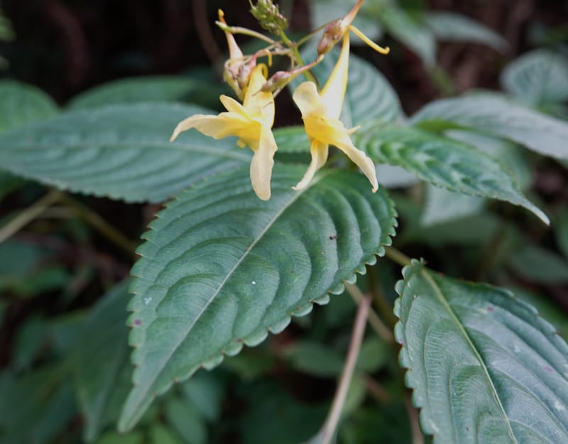 Impatiens ruiliensis, D. Boufford 44100--China. Yunnan. Lao jun Shan. 30 Apr 2018. DSC00424 (607).JPG