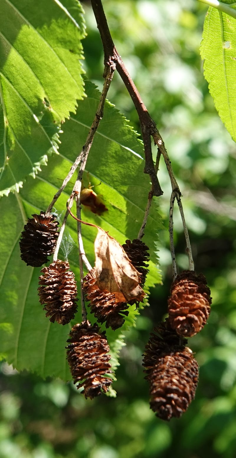Alnus viridis subsp. fruticosa, C. Davidson 13827--ID. Shoshone Co. Hobo Cedar Grove. 9 Jul 2018. DSC06256 (190).JPG