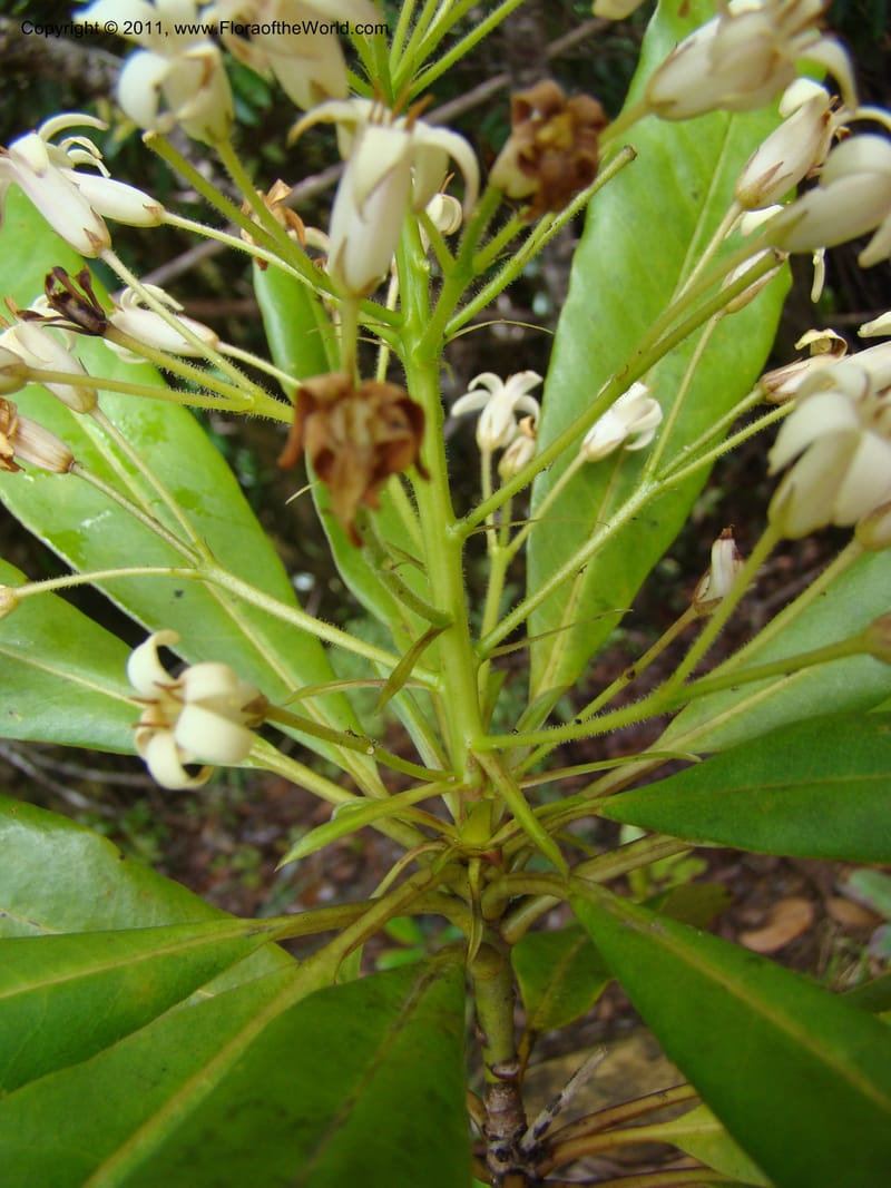 Pittosporum, Gemmill, C 631--New Caledonia,  Dzumac, 20 Nov 2007, 989 (6).jpg