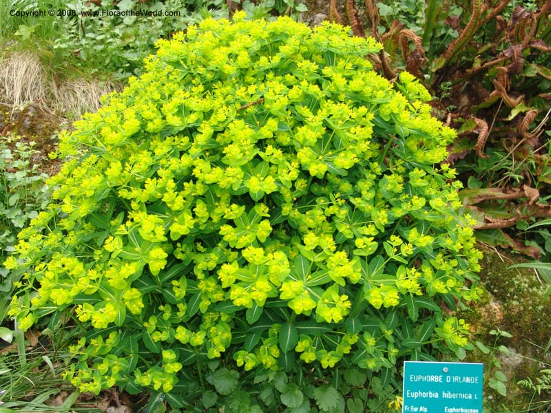Euphorbia hispanica--France. Paris. Jardin des Plantes. 28 Apr 05. 307.jpg