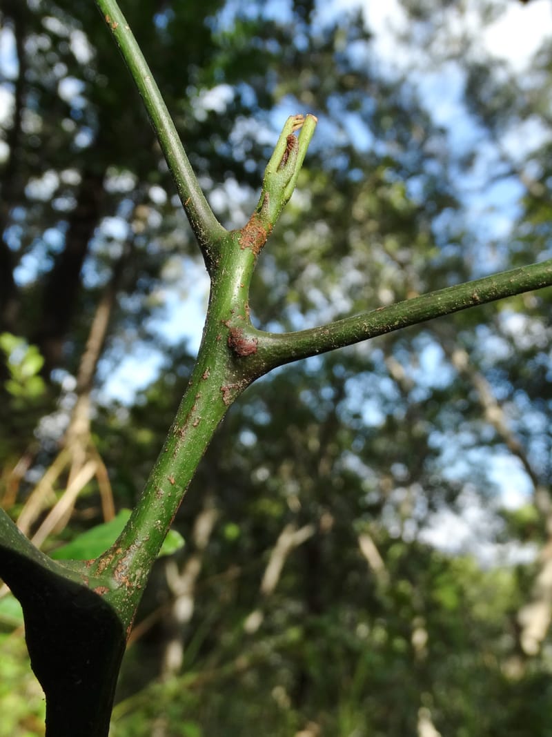 Cupaniopsis inoploea, Munzinger, J 7406--New Caledonia. Haute Robinson. 11 Nov. 2015. DSC00909 (531).JPG