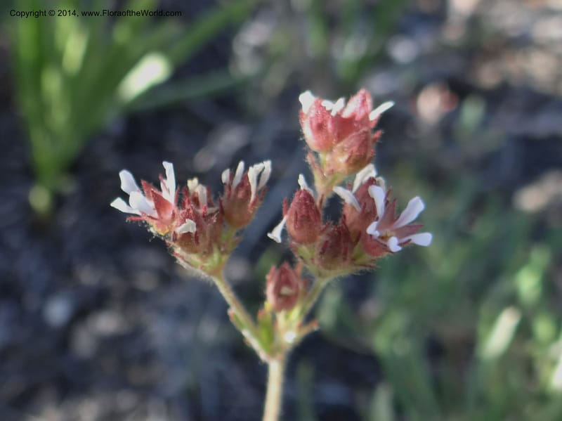 Horkelia fusca var. parviflora, Davidson, C 12198--ID. Custer Co. 1.6 mi from Hwy 75 on Redfish Lake Rd. 13 Jul 2013. DSC06785 (46).JPG