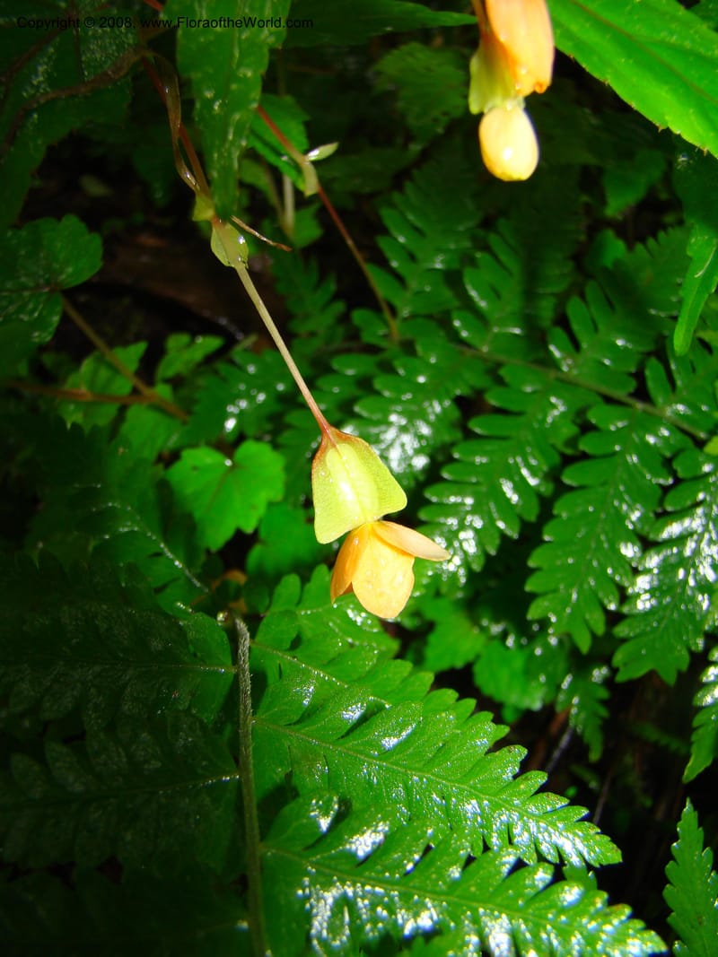 Begonia sutherlandii, RGereau7014--Tanz. Mbeya Rural Distr. Ngozi Crater. 26 Jan 08. 206.jpg