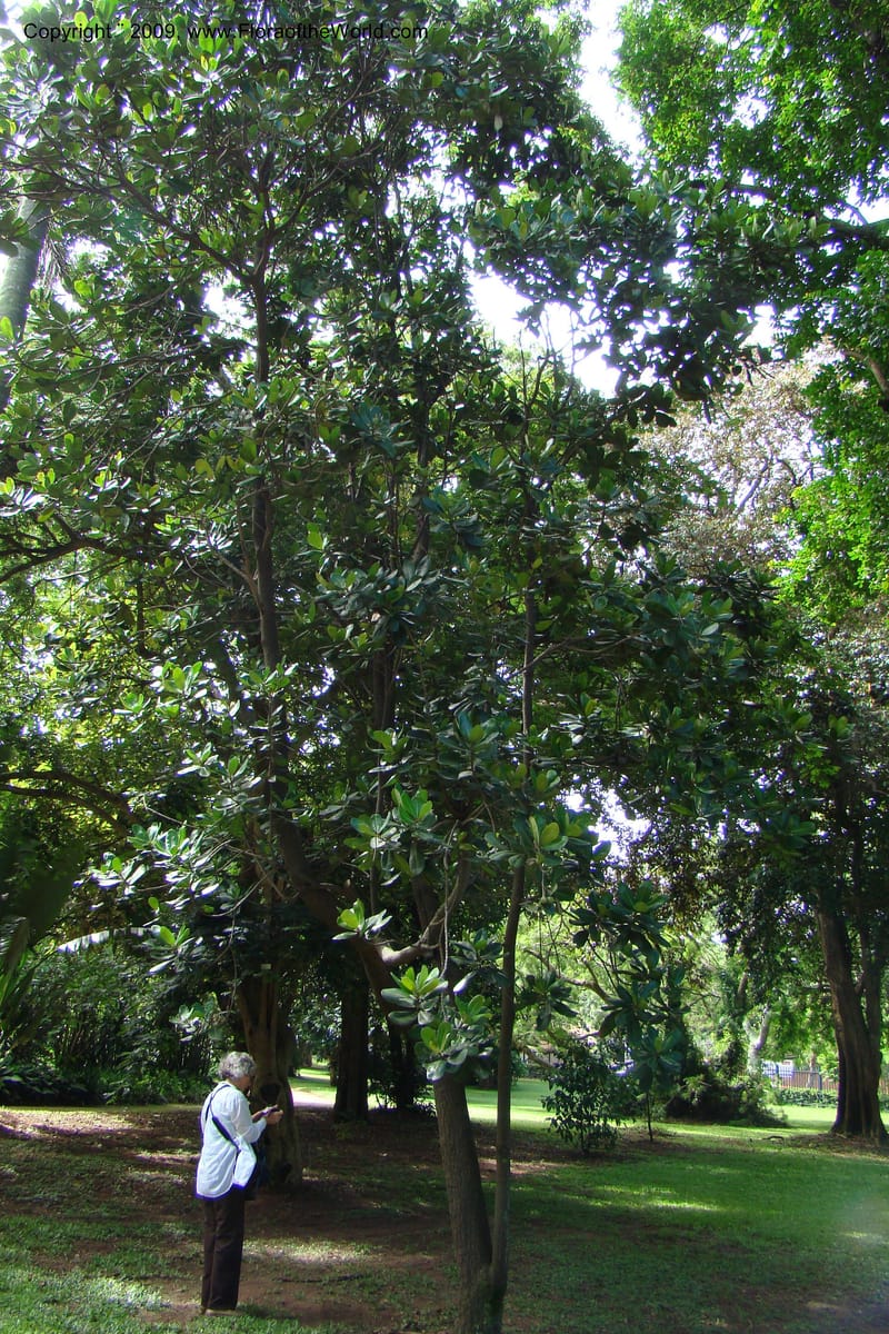 Mimusops commersonii--South Africa. Durban Botanical Garden. 30 Jan 09. 298.jpg