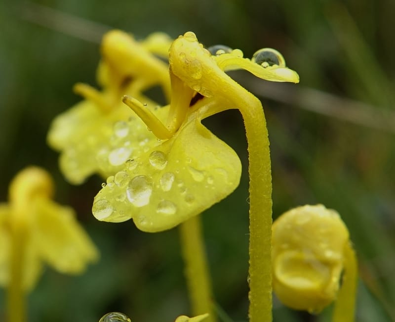 Pedicularis, C. Davidson 13785--China. Sichuan. Daocheng Xian. 14 Aug 2017. DSC05676 (15).JPG