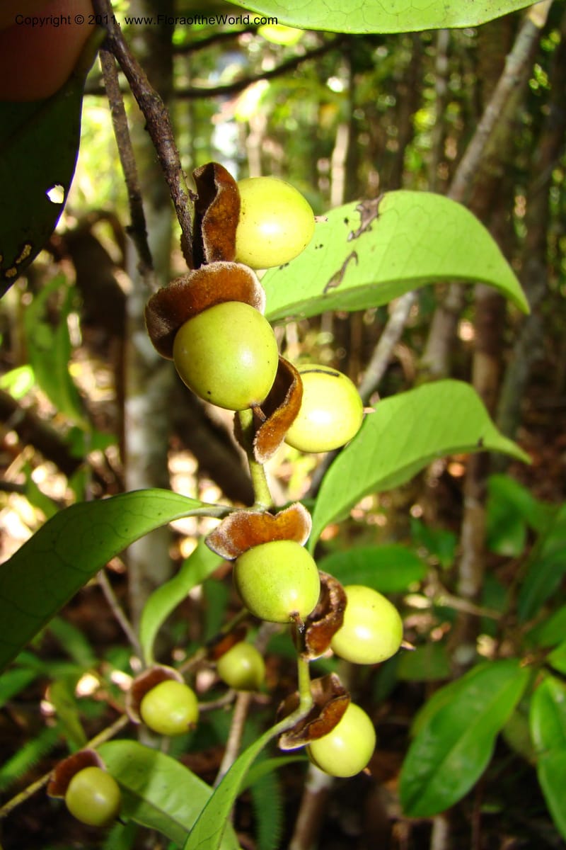 Diospyros, Phillipson 6113--Madagascar. Prov. Fianarantsoa. Manombo Nat. Park. 13 Jan 09. 010.jpg
