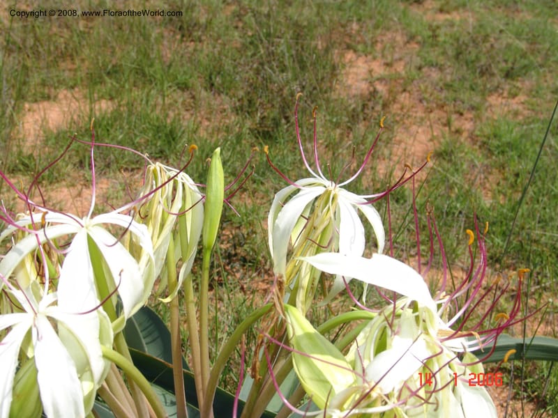 Crinum, not coll.--Madag. Prov. Fianar. 5 km SW of Ilakaka. 14 Jan 06. 006.jpg