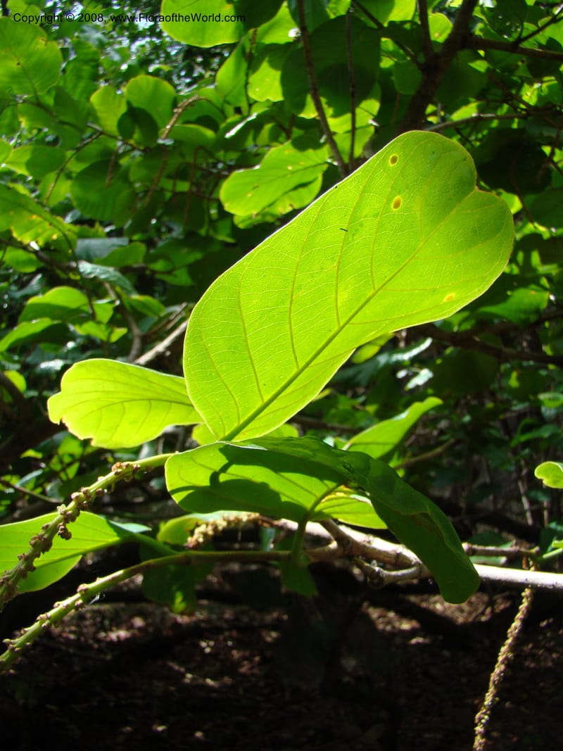 Coccoloba caracasana--Costa Rica. Guanac. Palo Verde Biol. Sta. 6-7 Apr 08. 156.jpg