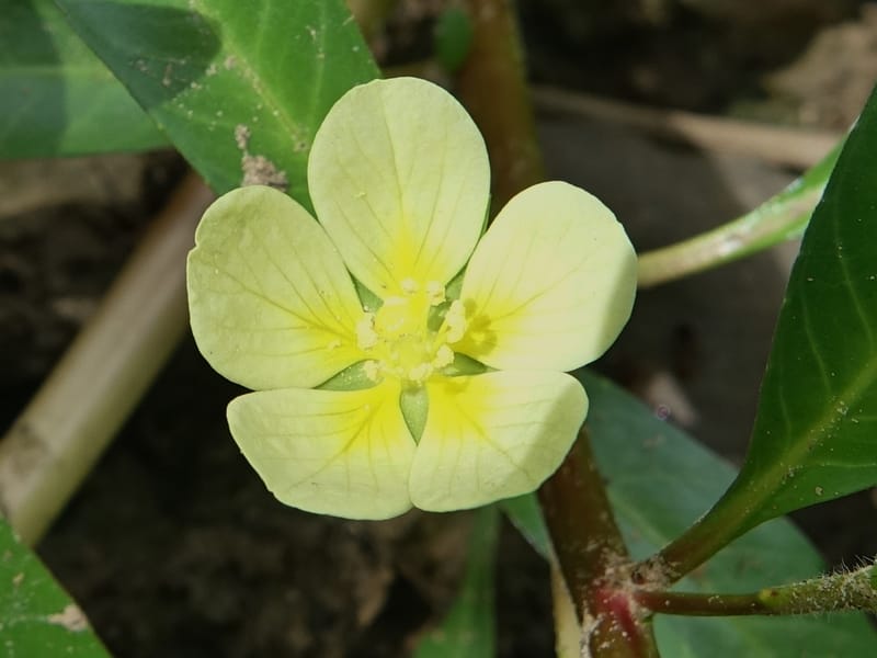Ludwigia adscendens subsp. diffusa, L. Nanyeni 1193--Namibia. Kunene R. rd. east. 20 Mar 2018. DSC02082 (101).JPG