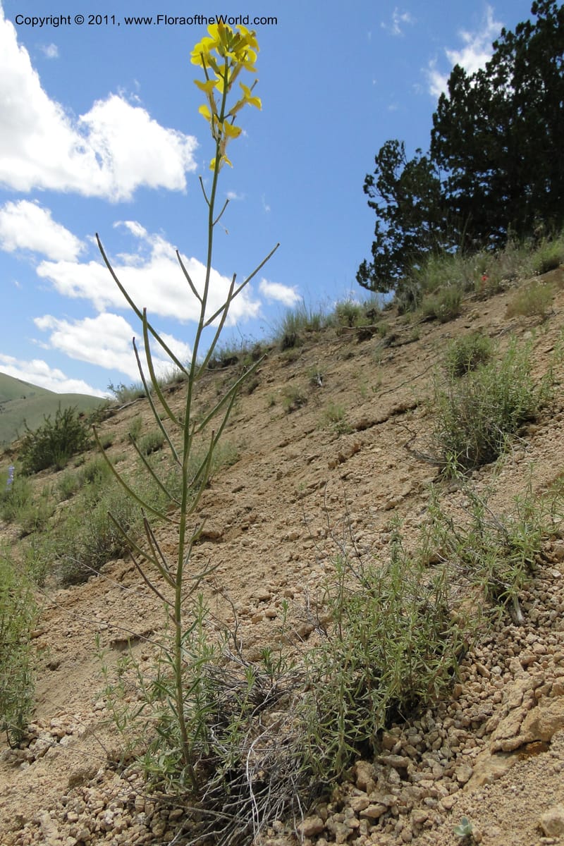 Erysimum capitatum, C. Davidson 11851--Oregon. Malheur Co. Leslie Gulch. 30 June 2011. 161 (2).jpg