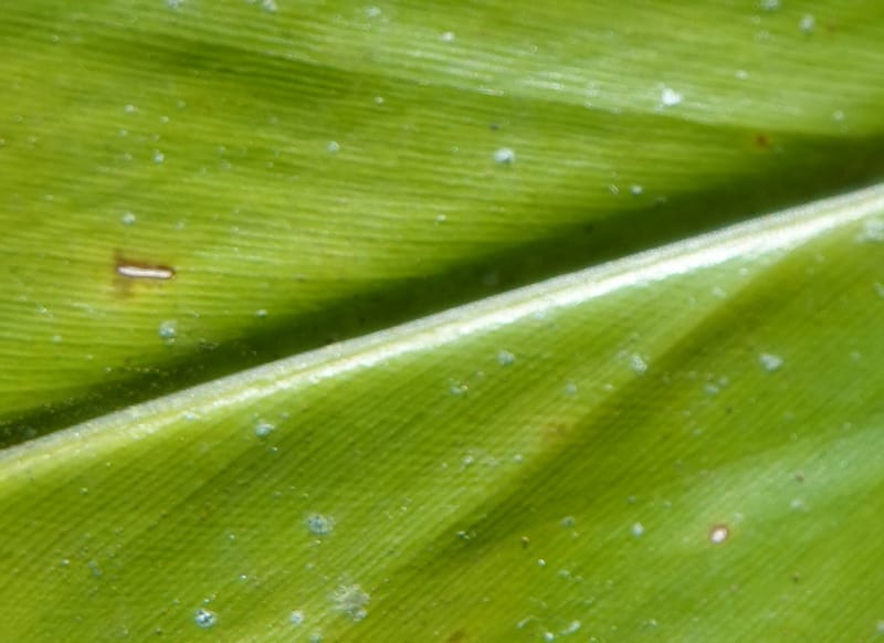 Alpinia blepharocalyx, D. Boufford 44112--China. Yunnan. Lao jun Shan. 30 Apr 2018. DSC00424 (191).JPG