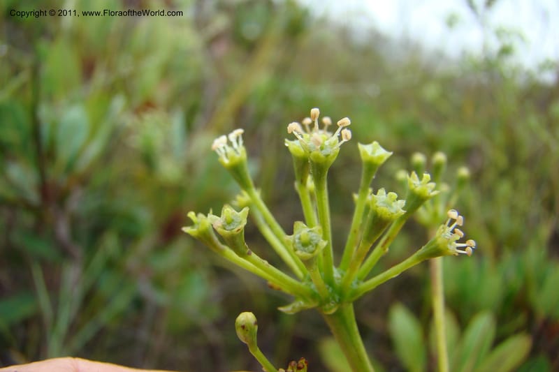 Myodocarpus, P. Lowry 7188--New Caledonia. Plaine des Lacs. NW of Grand Lac. 21 Jan 2010. 293 (186).jpg