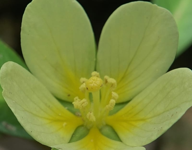 Ludwigia adscendens subsp. diffusa, L. Nanyeni 1193--Namibia. Kunene R. rd. east. 20 Mar 2018. DSC02082 (105).JPG