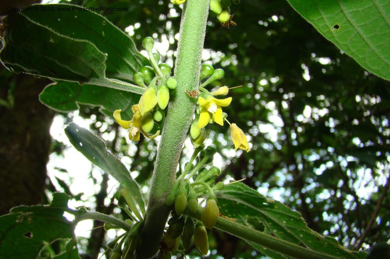 Witheringia, B. Hammel 25194--Costa Rica. Prov. San Jose. 20 April 09. 181.jpg