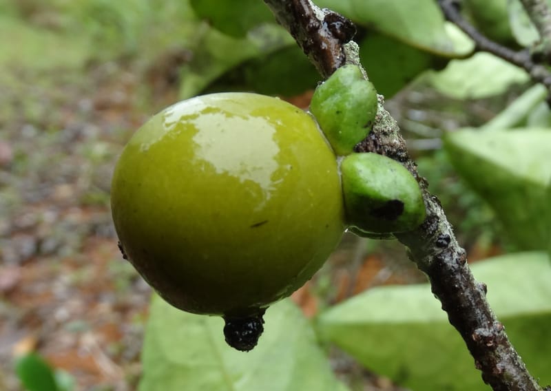 Diospyros, Plunkett, G. 3195--Fiji. Across the road from Waisali RF. 8 Nov 2015. DSC00330 (166).JPG